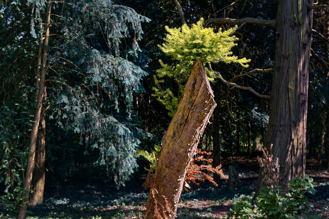 Szelestei arborétum