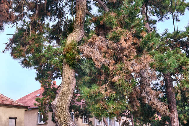 Szombathely pusztuló fenyők